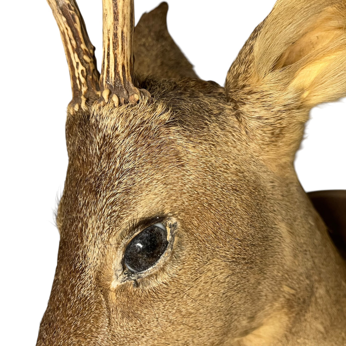 French Taxidermy Deer Head – Vintage Mounted Deer Specimen with Antlers