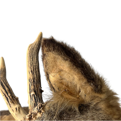 French Taxidermy Deer Head – Vintage Mounted Deer Specimen with Antlers