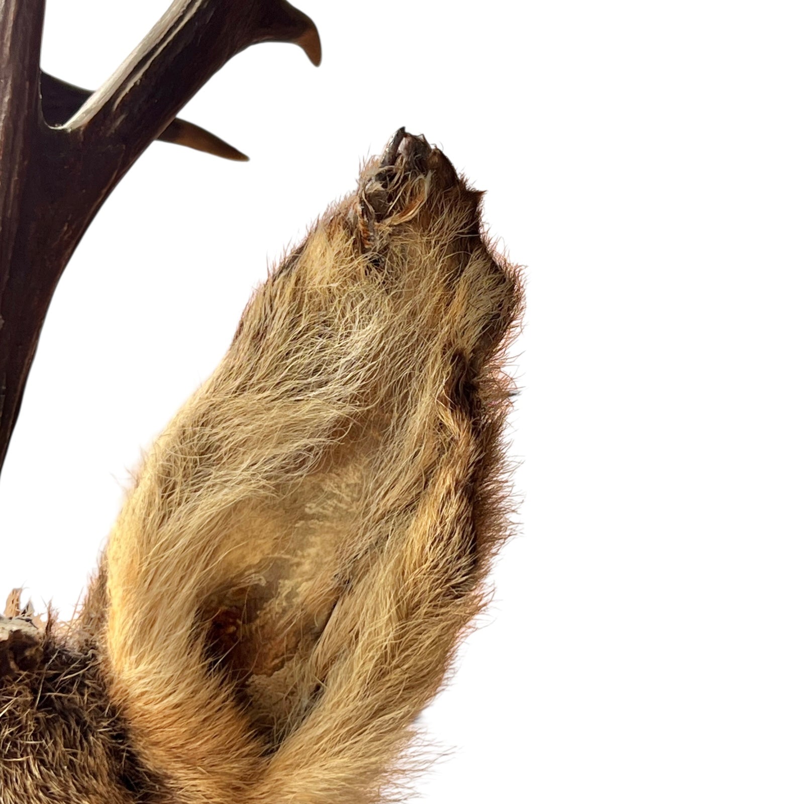 Taxidermy deer antler and ear on a white background