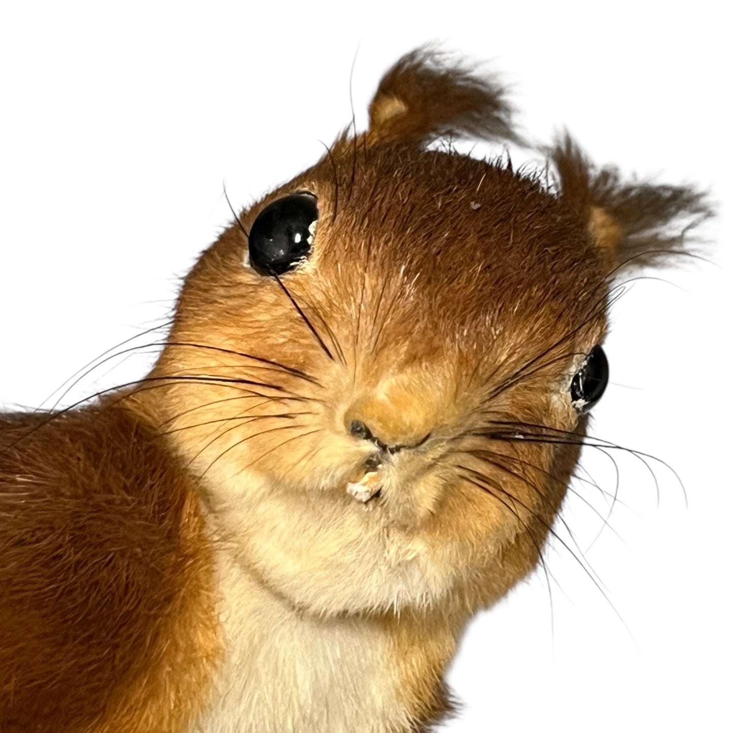 Close-up of a squirrel's face on a white background