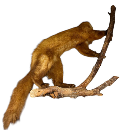 Close-up of a taxidermy small animal with a white background