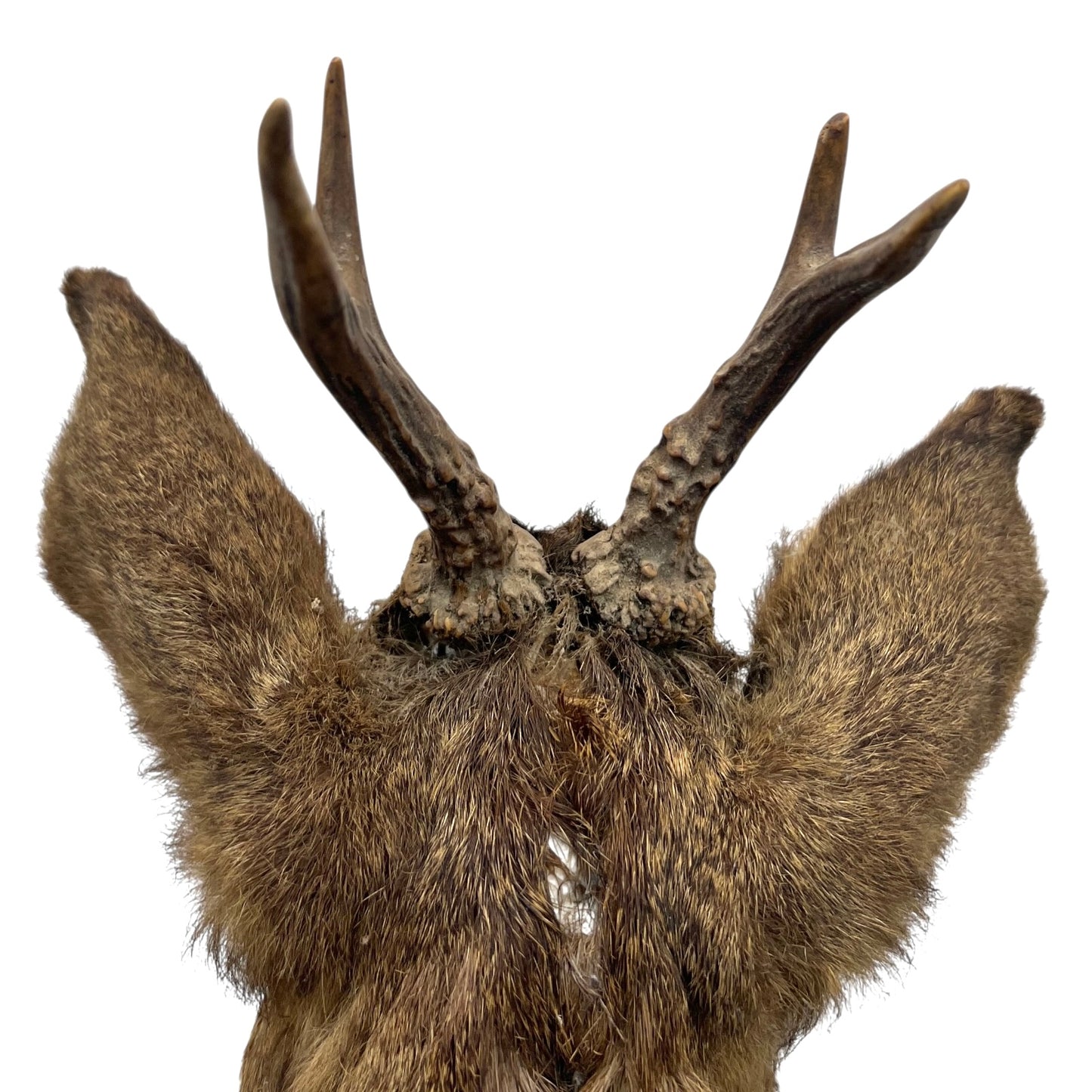 Deer head mount with large antlers on a white background