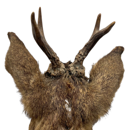 Deer head mount with large antlers on a white background