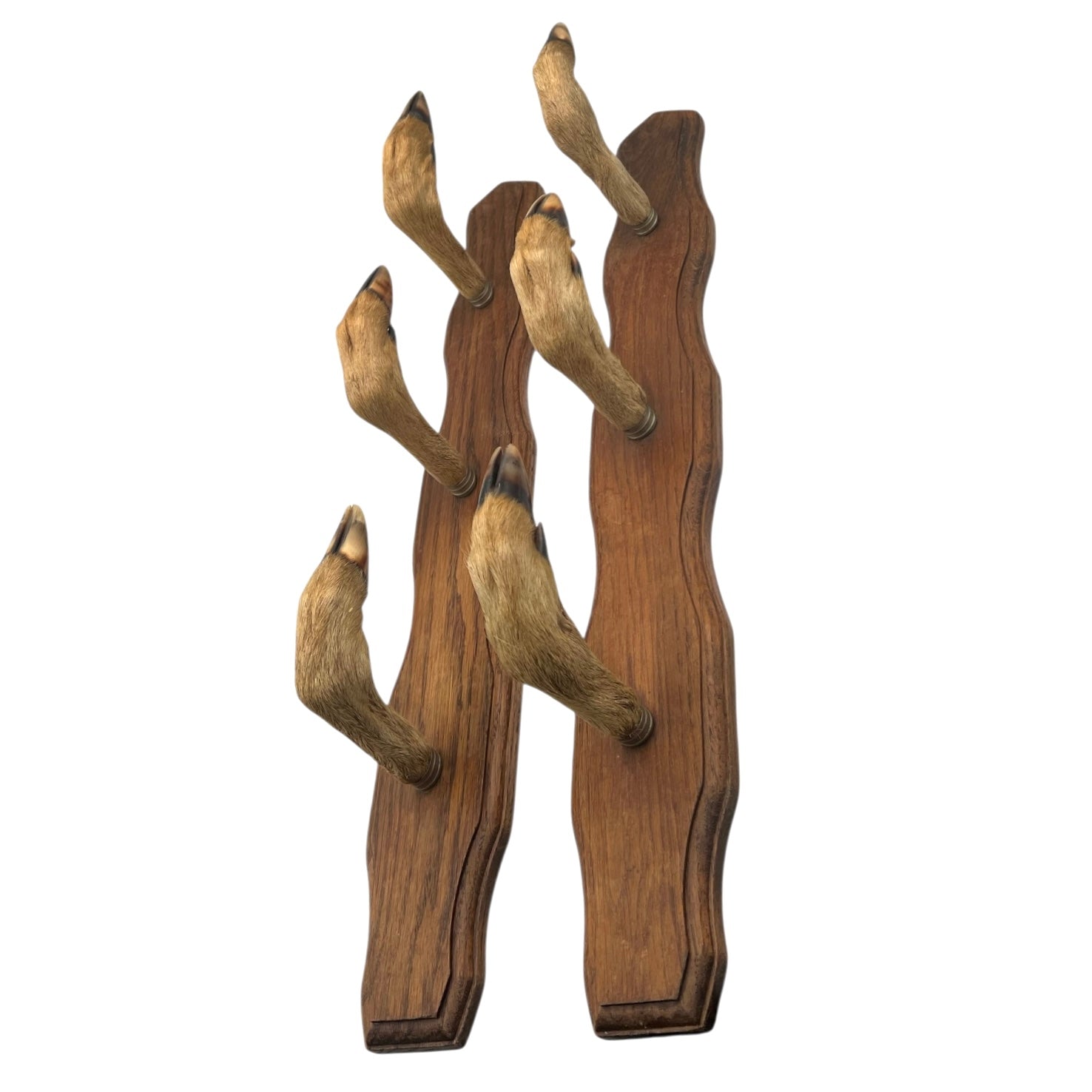 Set of 6 French vintage deer hooves on a 2 wooden mounts, ideal for coat hooks - on a white background