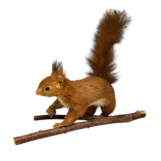 A taxidermy red squirrel mounted on a small branch, isolated on a solid white background.