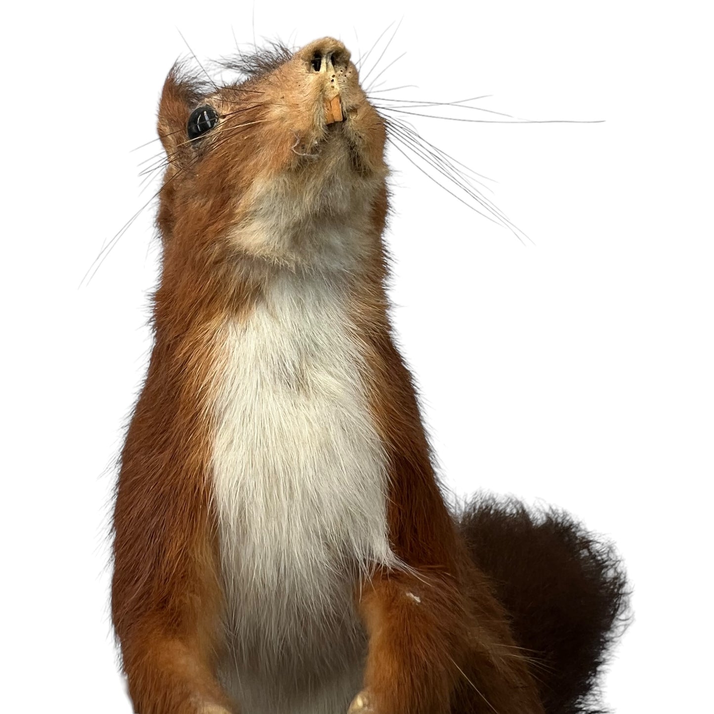 French Vintage Taxidermy Squirrel, Stuffed Animal, Taxidermy Red Squirrel 