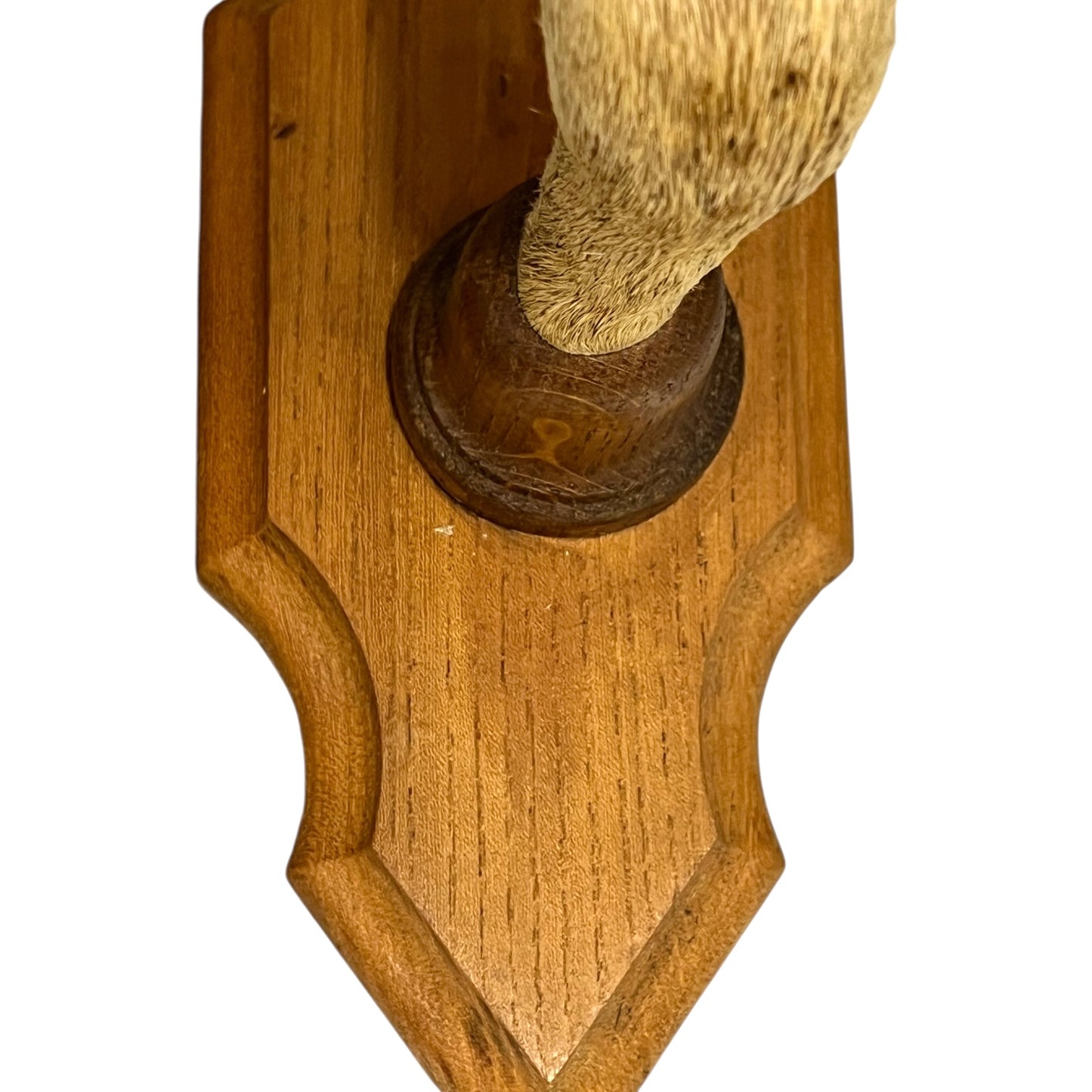 Close up of deer hoof hooks on wooden mounts on a white background