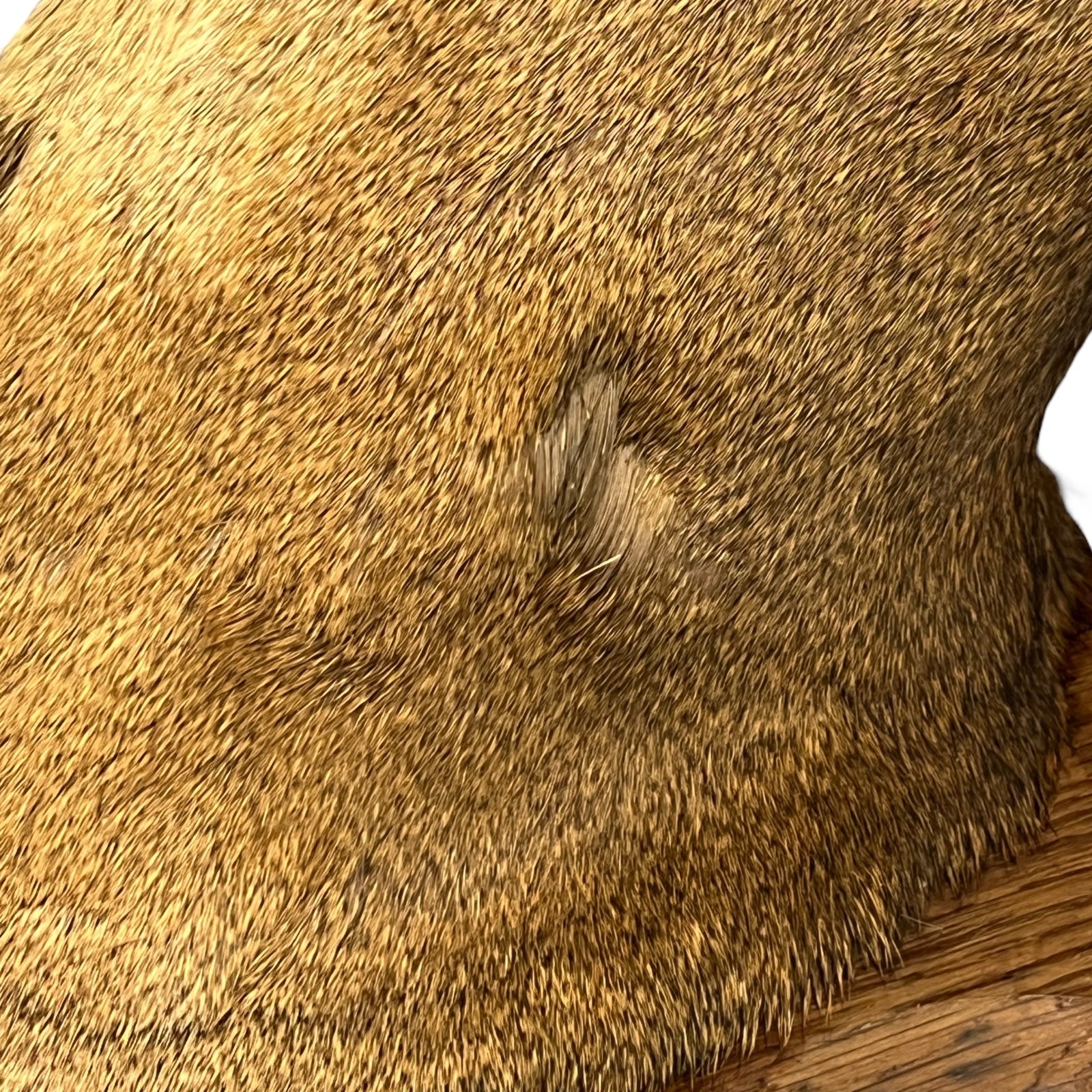 Close-up of a deer head