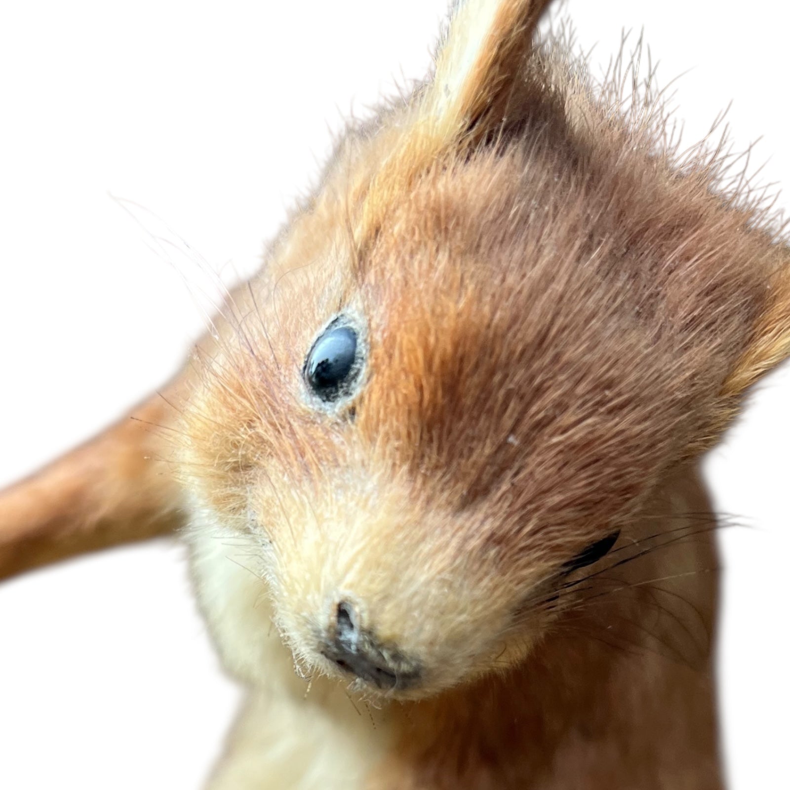 Close-up of a red squirrel on a white background