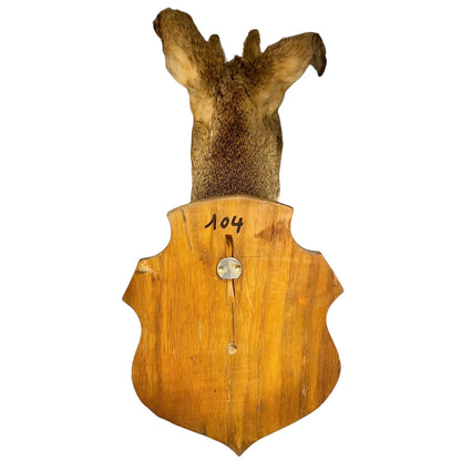A taxidermy deer head mount on a shield-shaped wooden plaque with the number 104 hand-written on the wood, isolated on a white background.