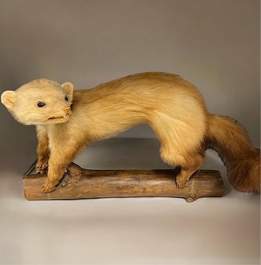 French Vintage Taxidermy Stuffed Animal, Weasel Pine Marten Stoat