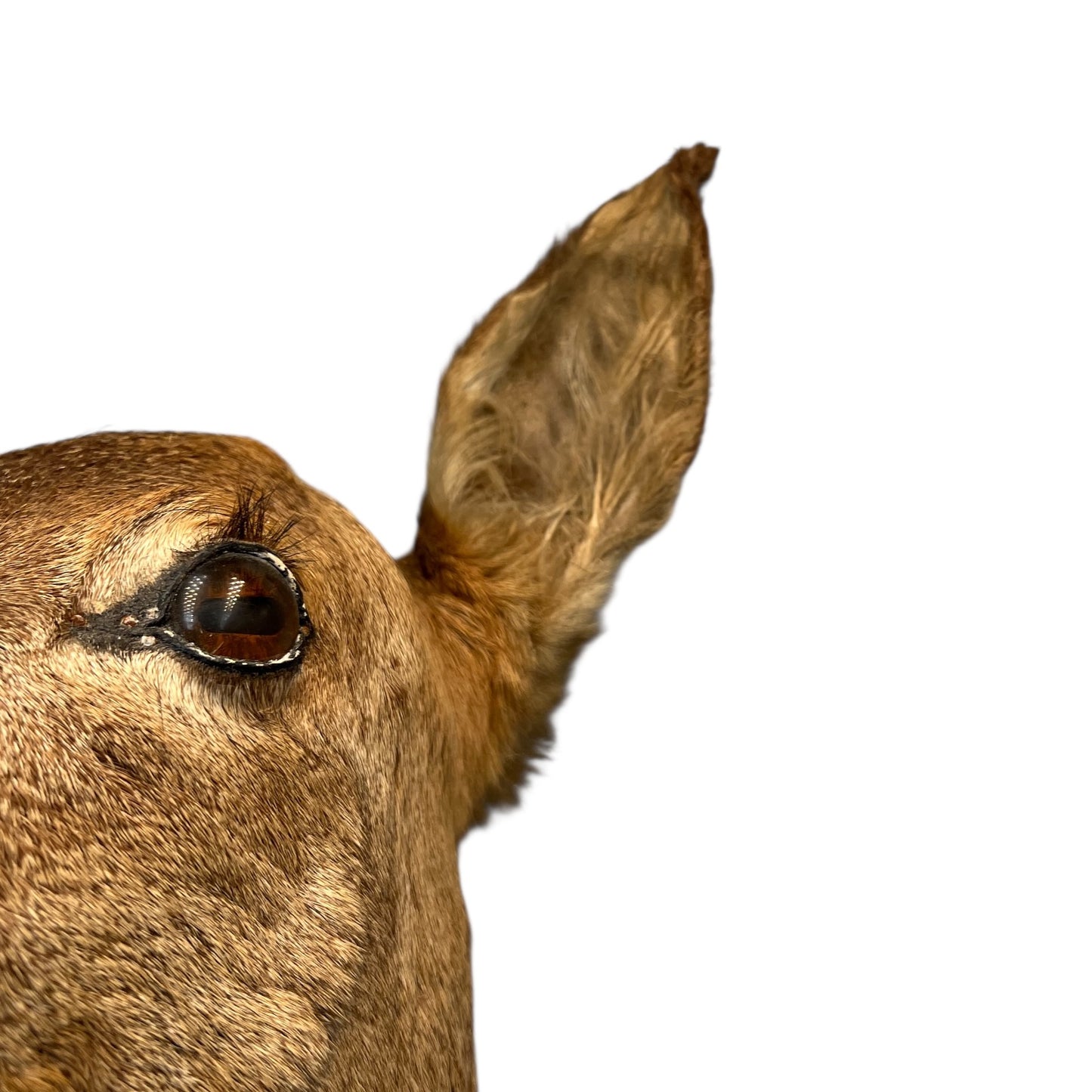 Vintage Taxidermy Roe Deer Head - French Mounted Specimen