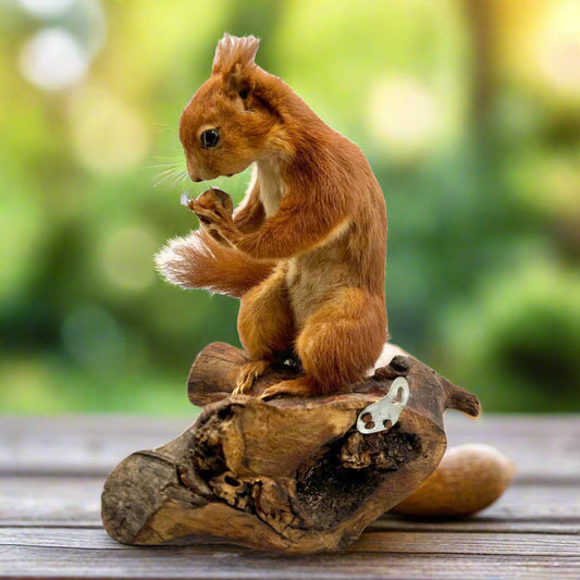 Taxidermy red squirrel on a wooden log with a wooden table in a garden