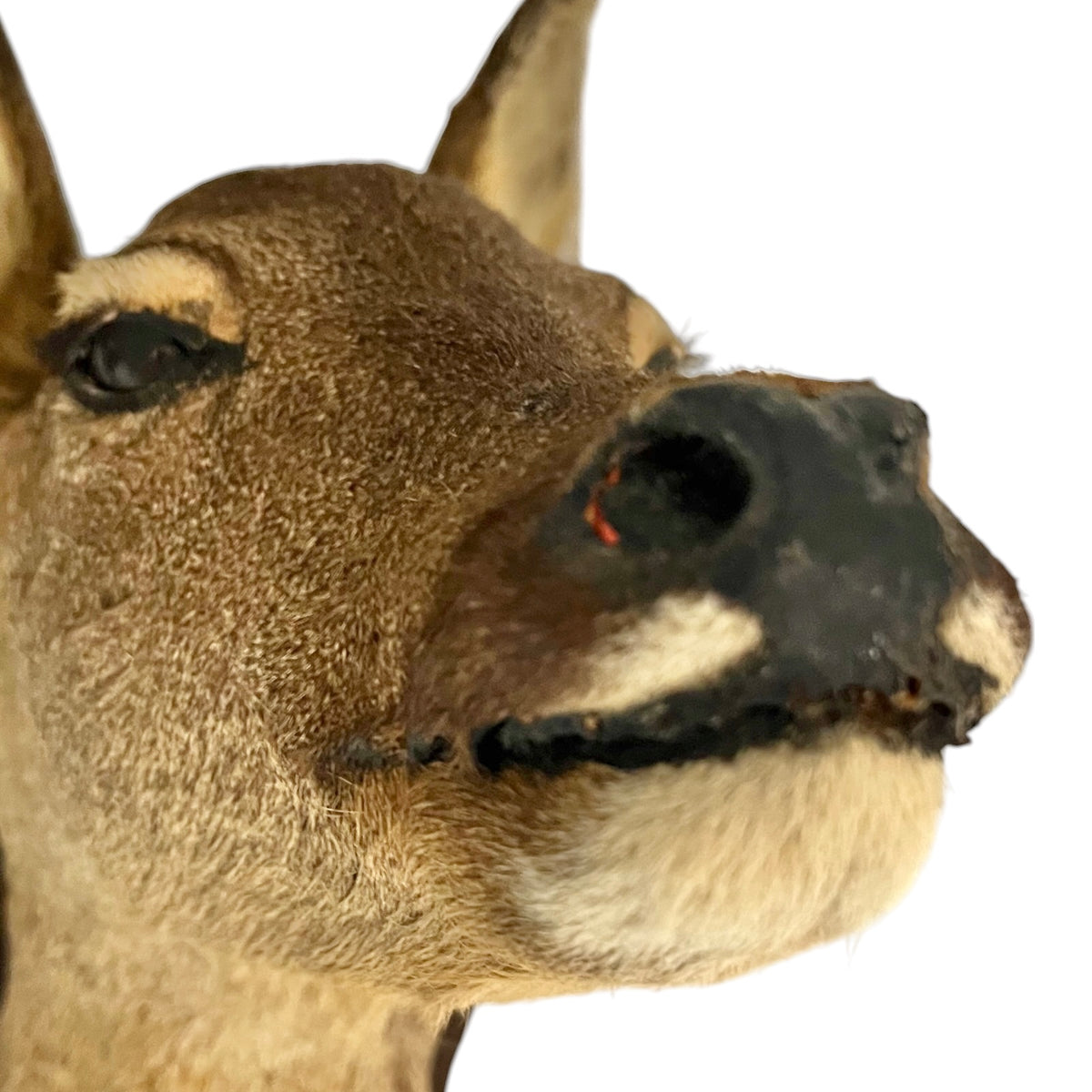 Vintage French Roe Deer Doe Taxidermy Head – Wooden Shield Wall Mount