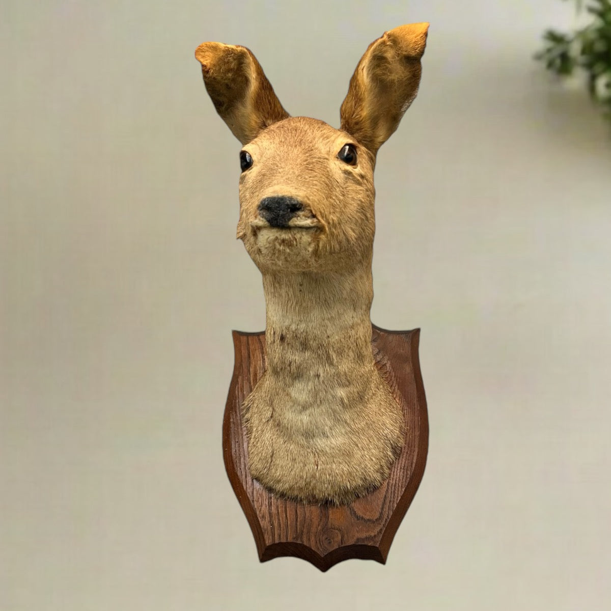 Taxidermy Deer Head, Roe Deer Wall Mounted, Stuffed Mount, Gift for Hunter