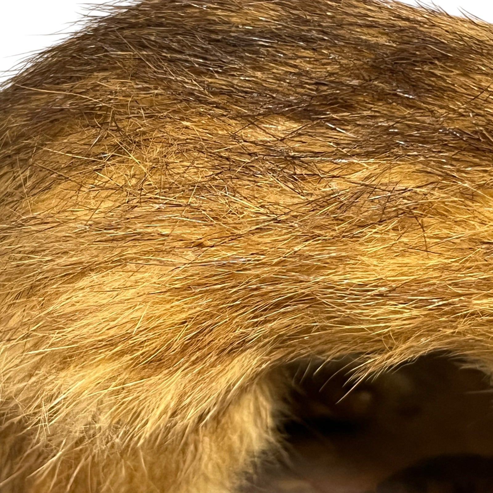 Close up of a taxidermy weasel on a white background