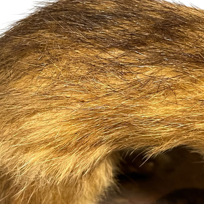 Close up of a taxidermy weasel on a white background