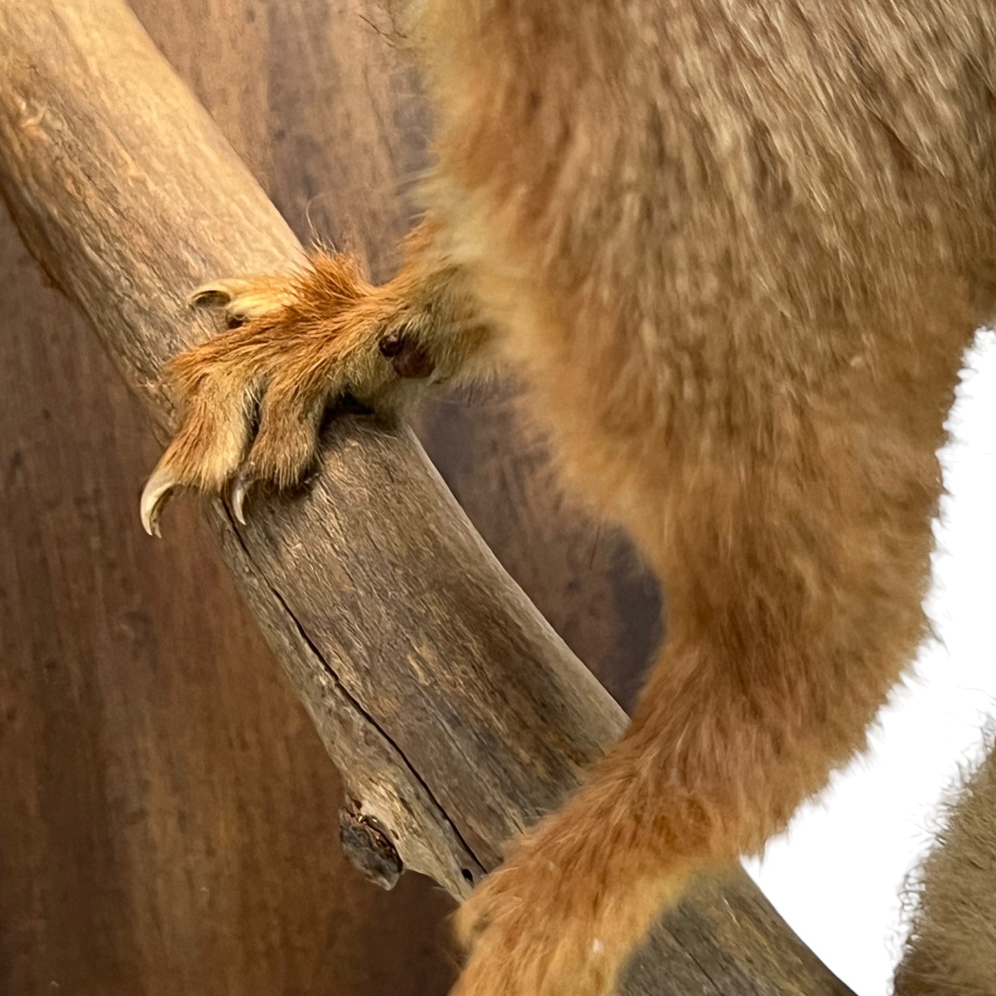 Close up of a taxidermy red squirrel on a white background 