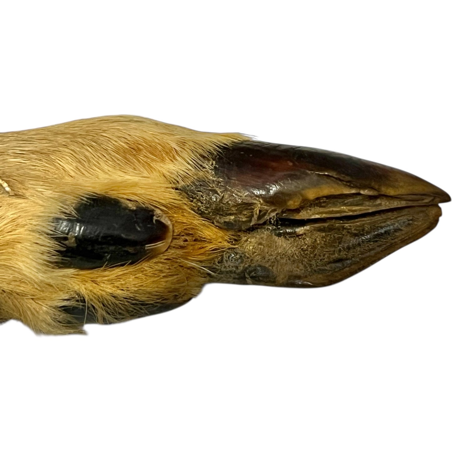 Close up of deer hoof hooks on wooden mounts on a white background