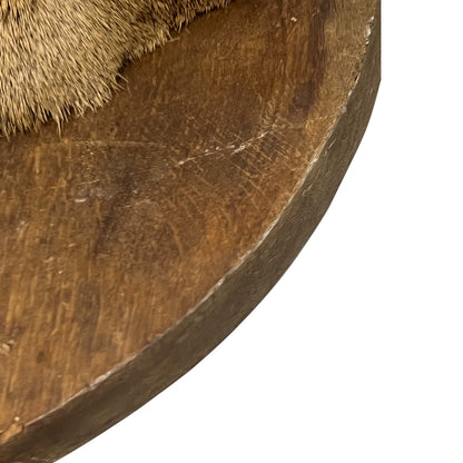 Close-up of a taxidermy deer head on a white background
