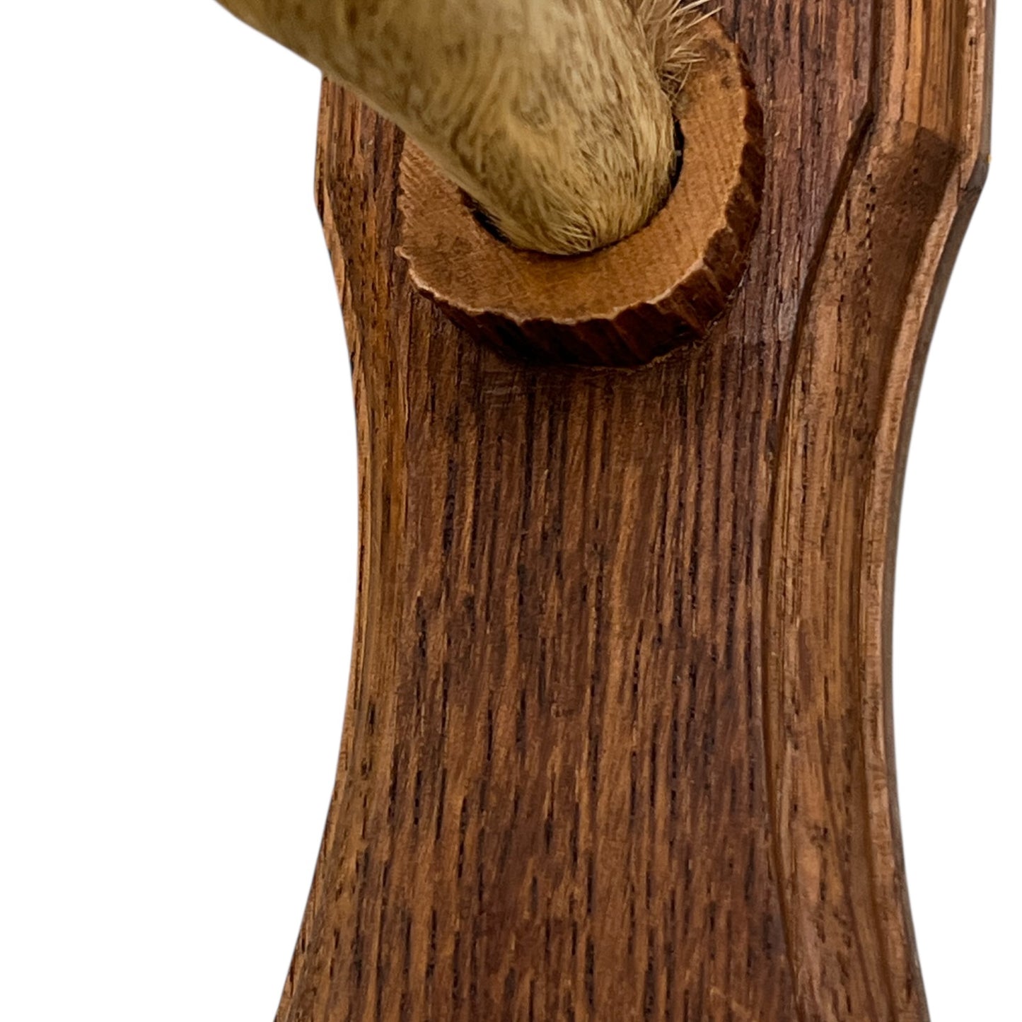 French Deer Hoof Vintage Taxidermy Coat Hooks – Hunting Gift