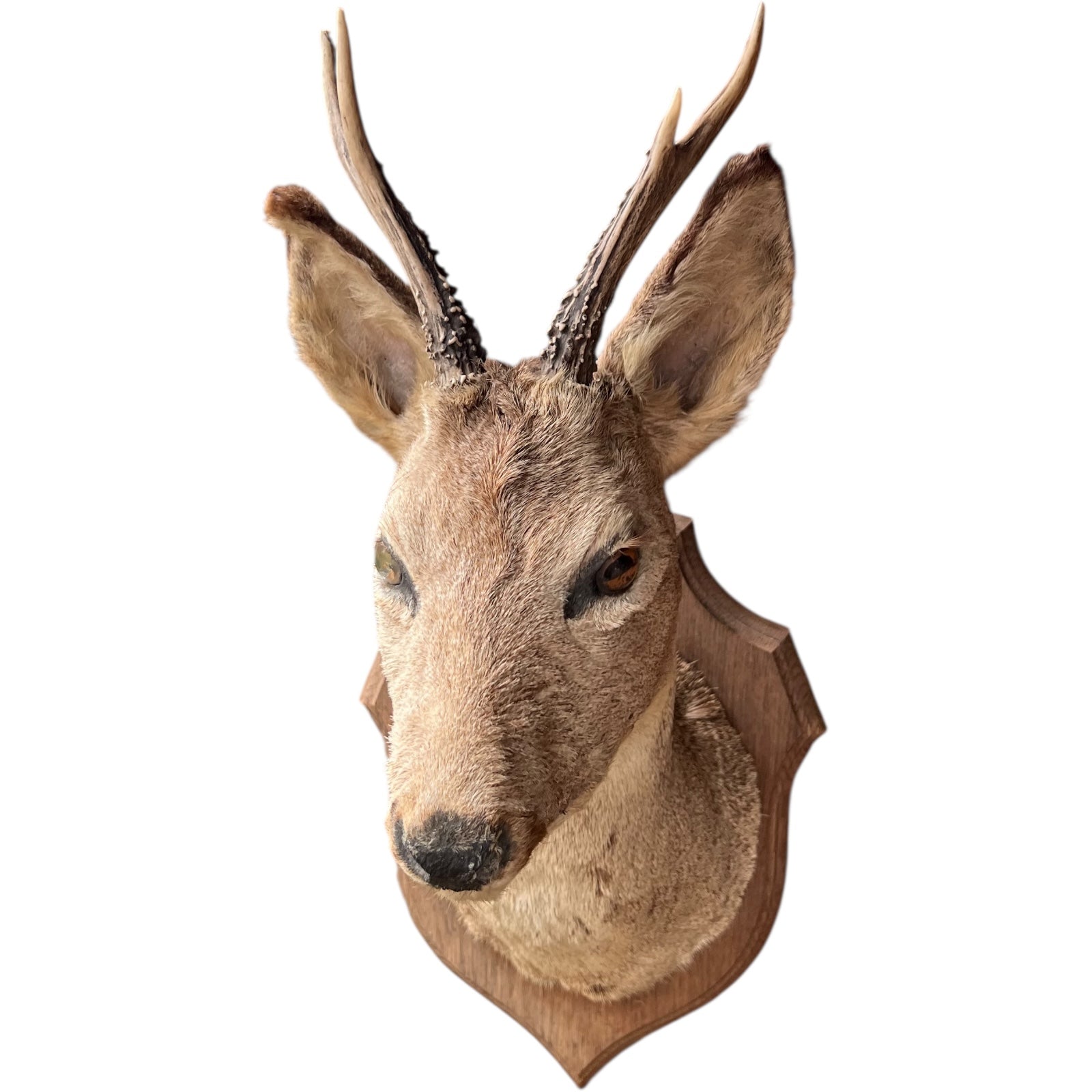 Taxidermy deer head mount on a white background