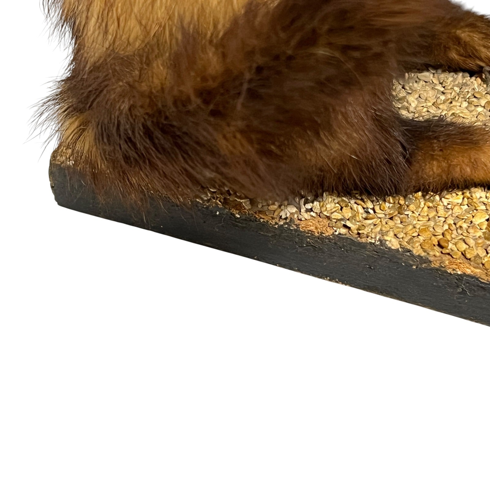 close up of a taxidermy wildlife small animal on a white background