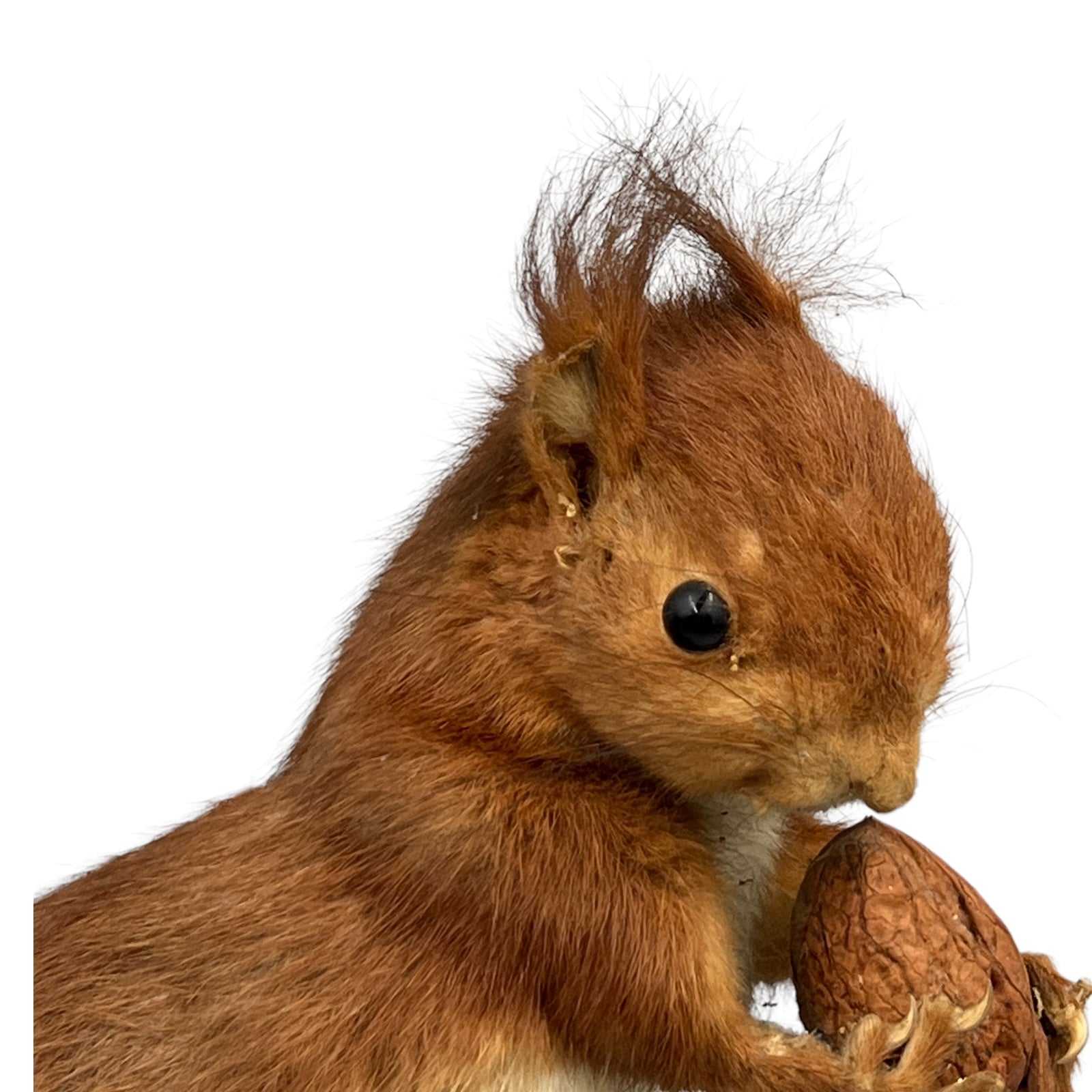 French vintage taxidermy red squirrel