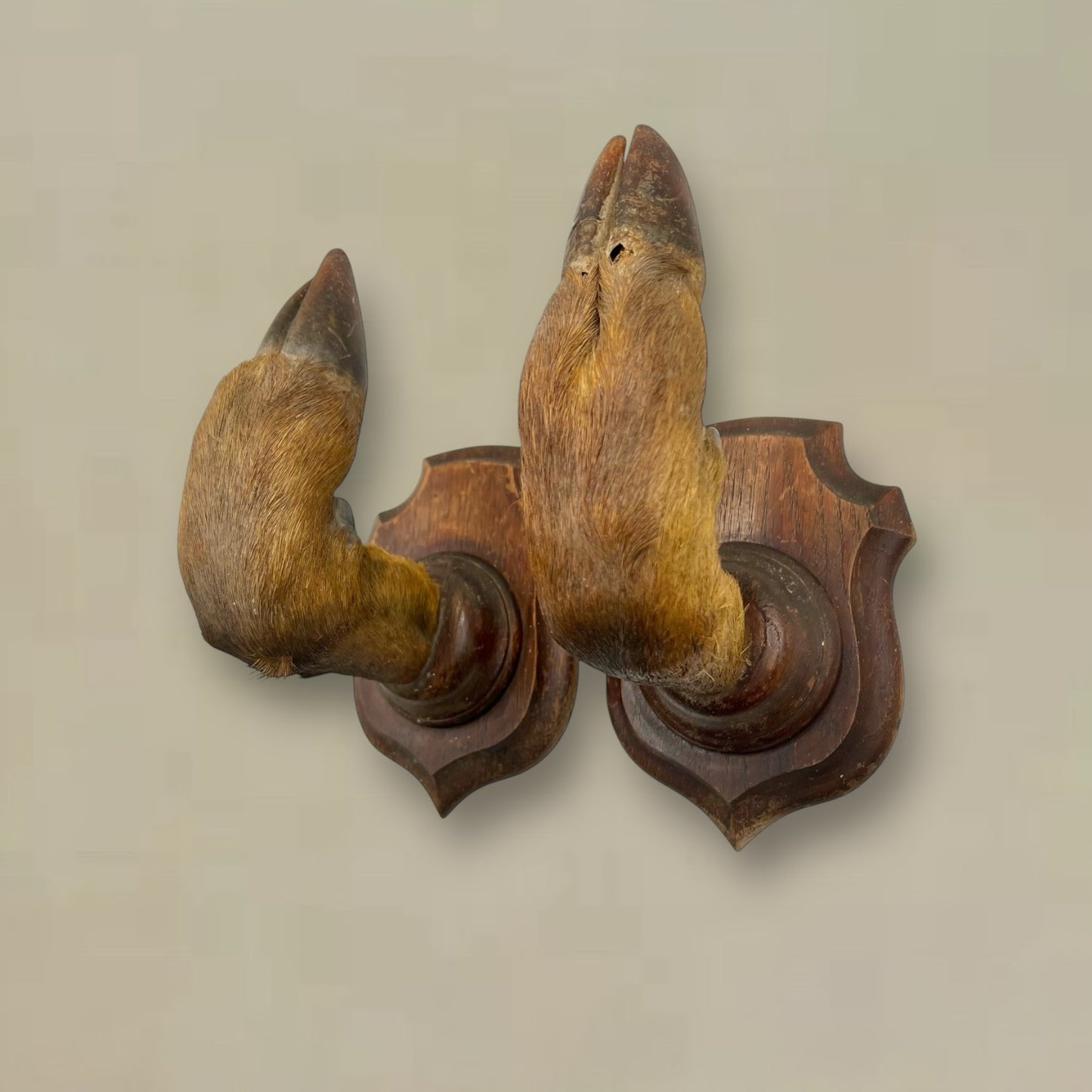 French Taxidermy Wild Boar Hooves Coat Hooks, Hat Rack or Umbrella Holder (B35)