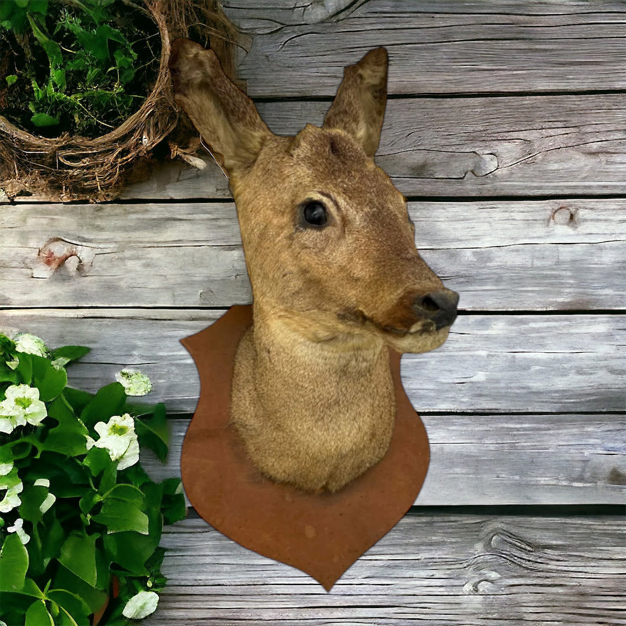 image french vintage mounted taxidermy deer head 