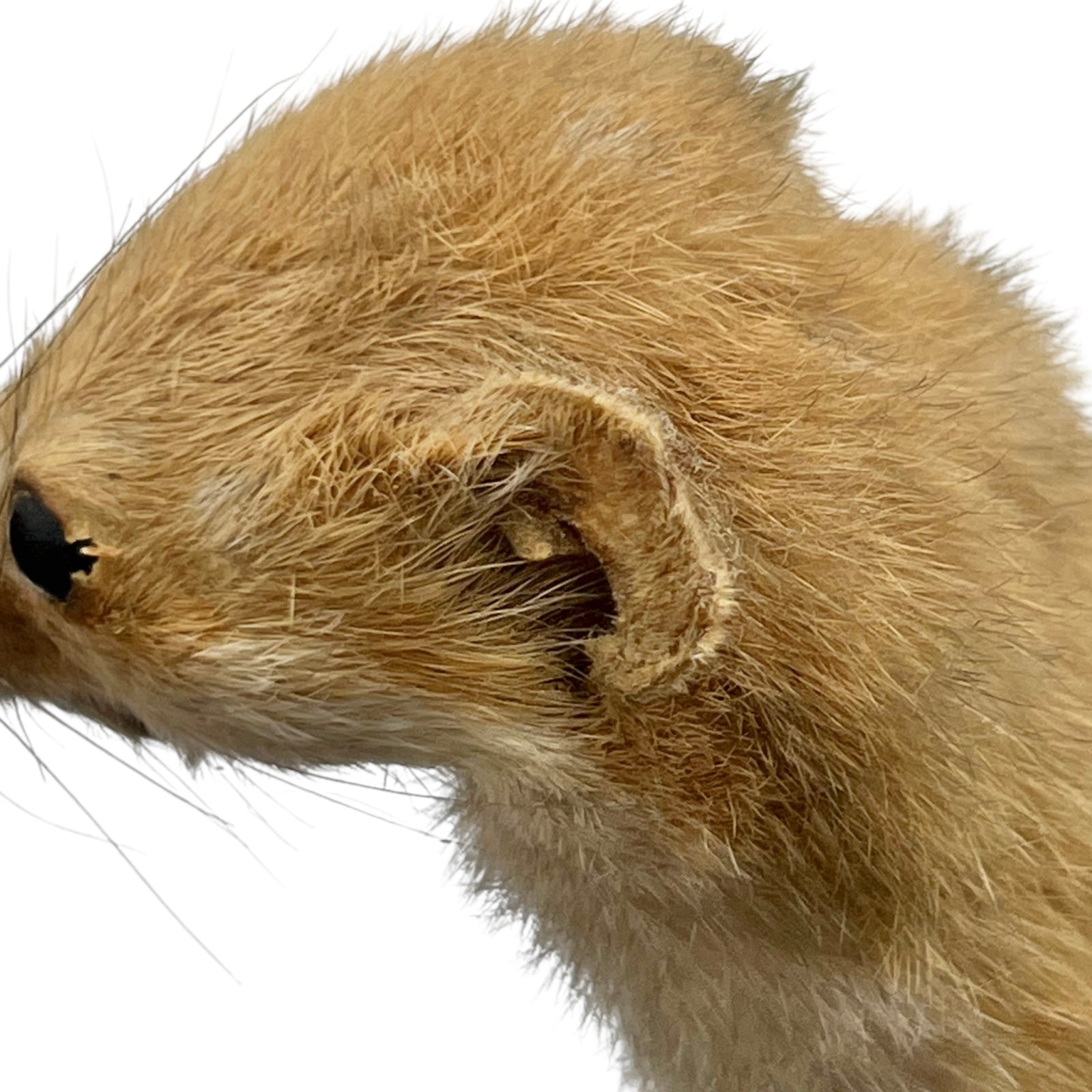 Close-up of a pair of brown weasels on a white background