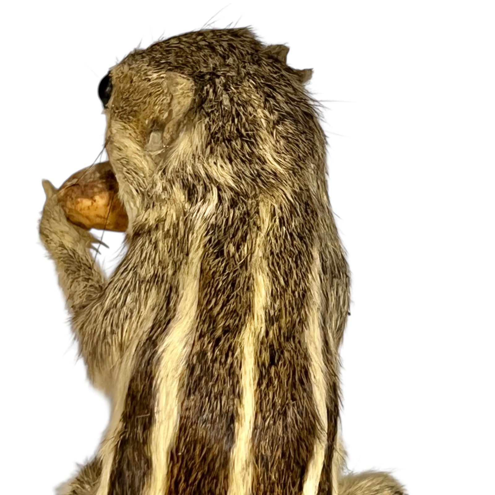 taxidermy chipmunk image of back of head