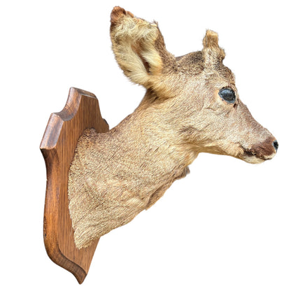 Taxidermy deer head mounted on a wooden plaque against a white background