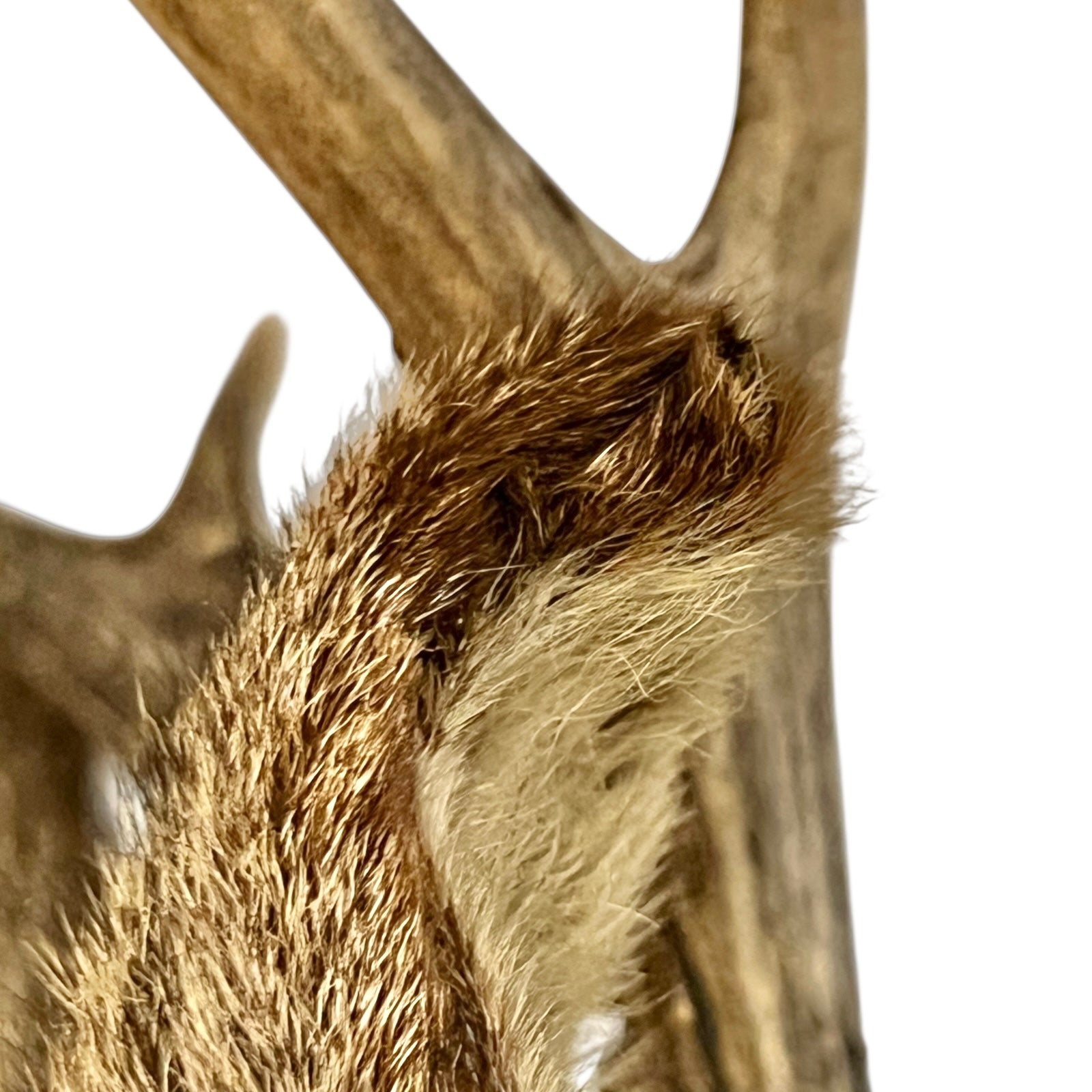 Close-up of a deer antler with detailed texture on a white background