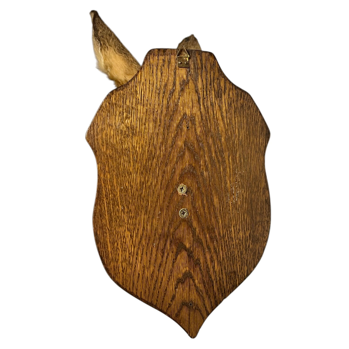 Vintage French Roe Deer Doe Taxidermy Head – Wooden Shield Wall Mount