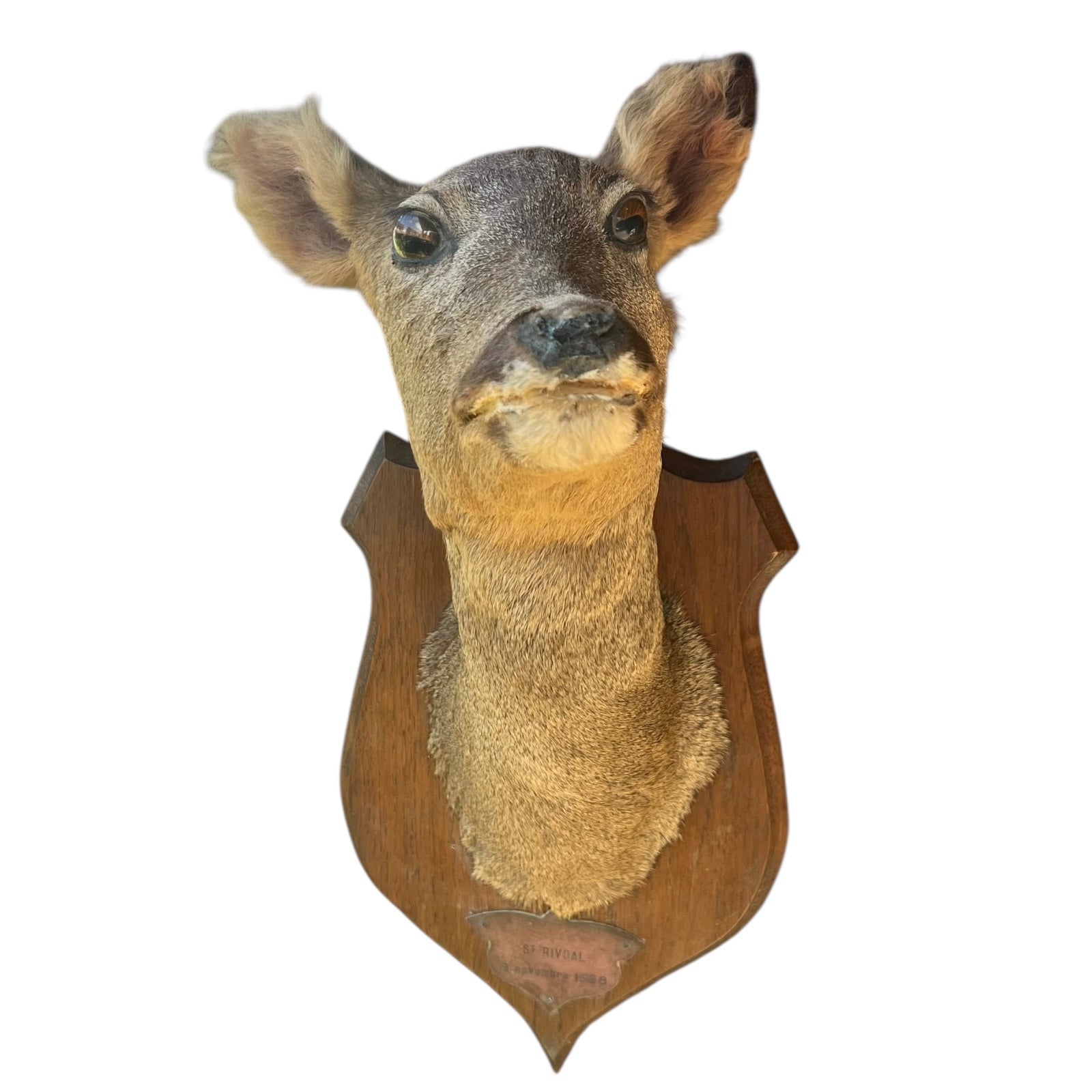 Taxidermy deer head mounted on a wooden plaque against a white background