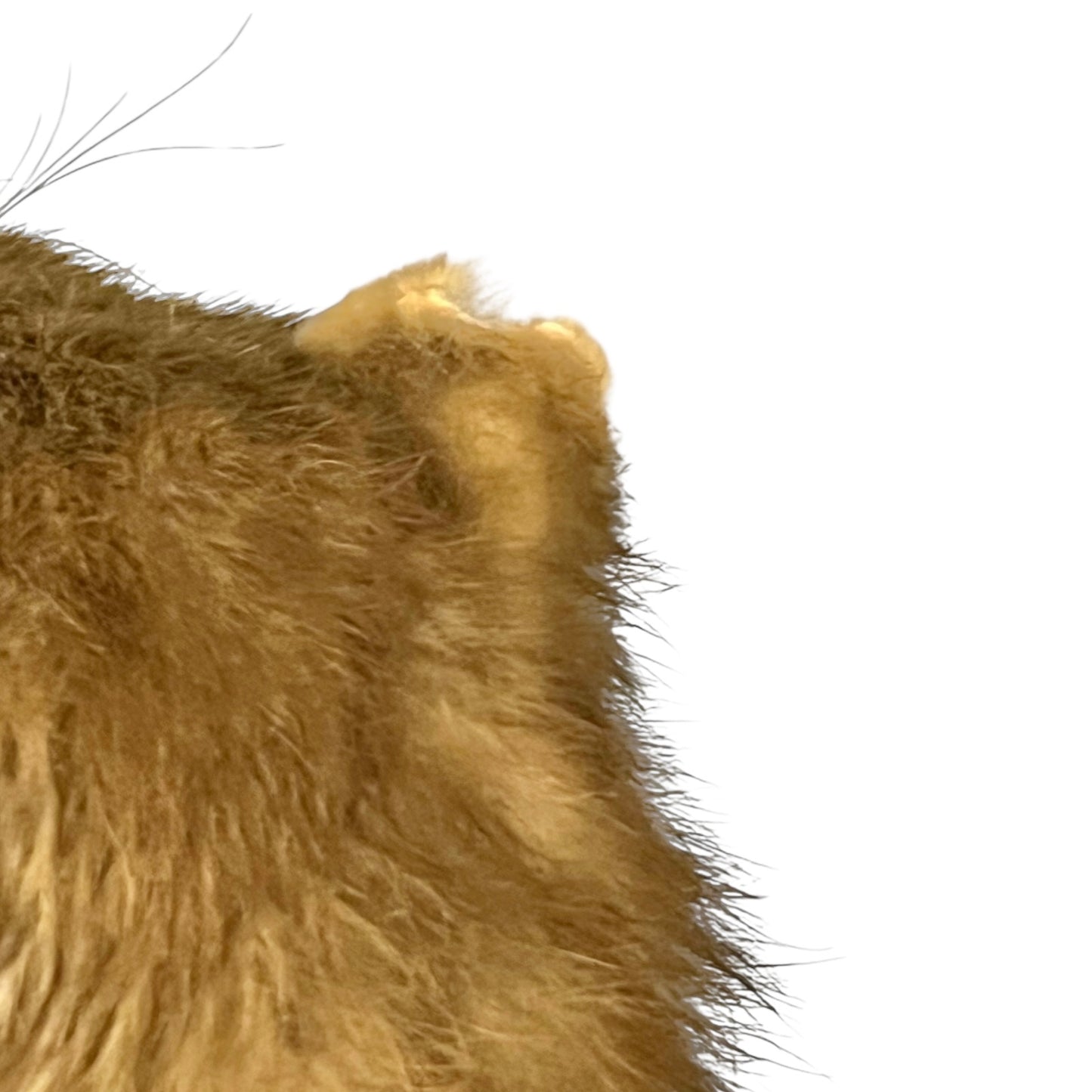 Close-up of a brown fur texture on a white background