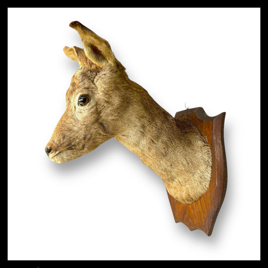 Taxidermy Deer Head, Roe Deer Wall Mounted, Stuffed Mount, Gift for Hunter