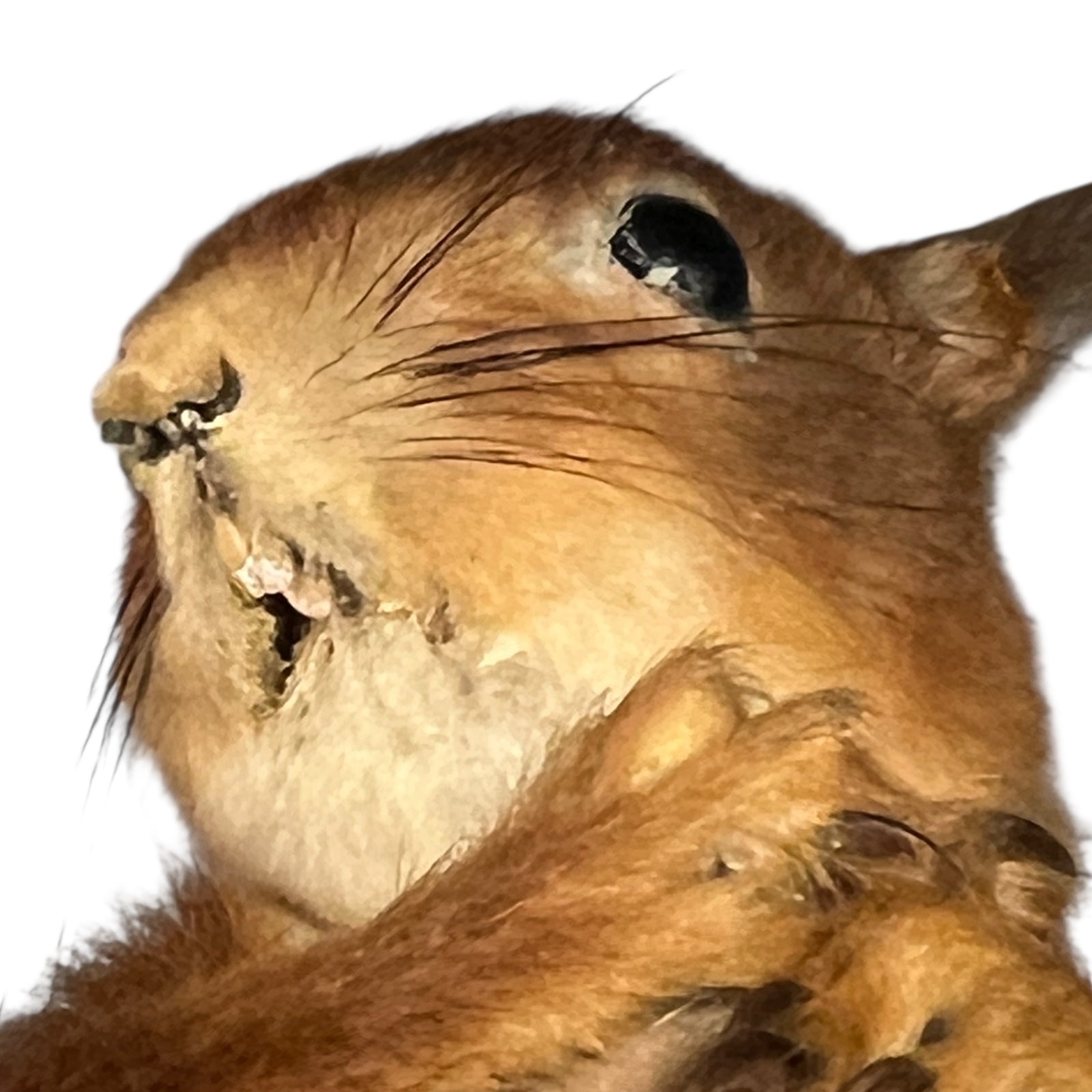 Close-up of a brown squirrel with a white background