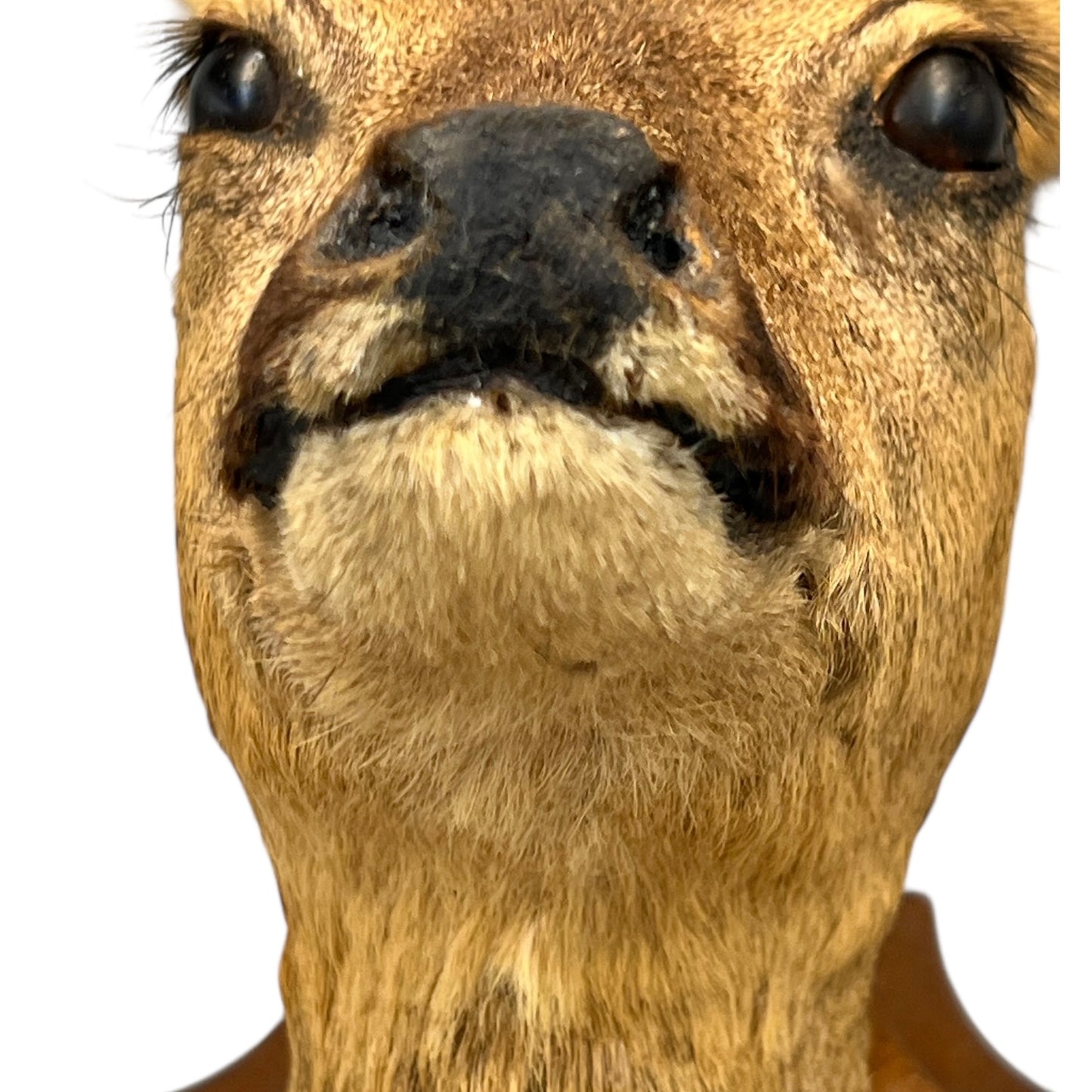 Close-up of a deer's face on a white background