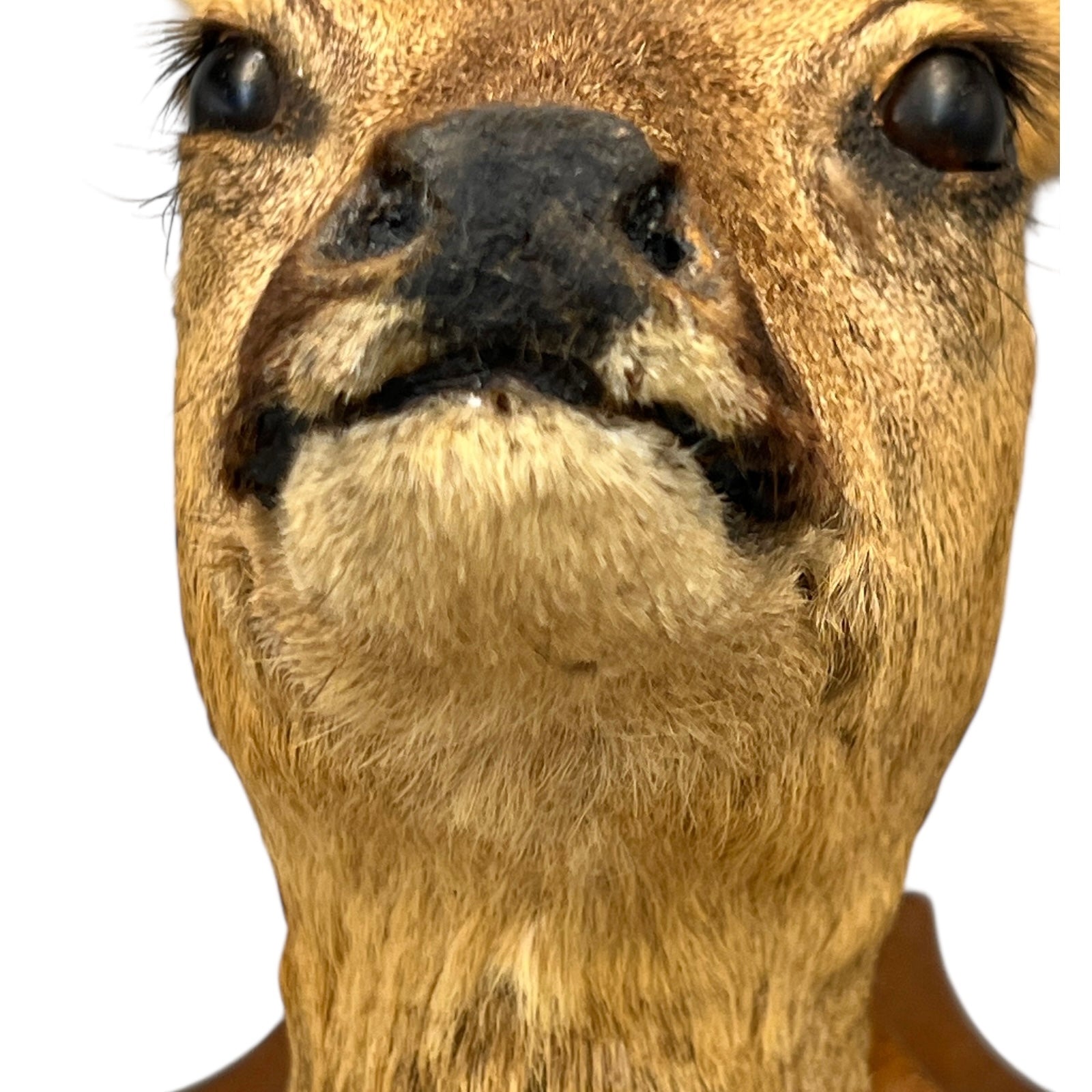 Close-up of a deer's face on a white background