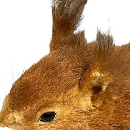 Close up of taxidermy red squirrel 