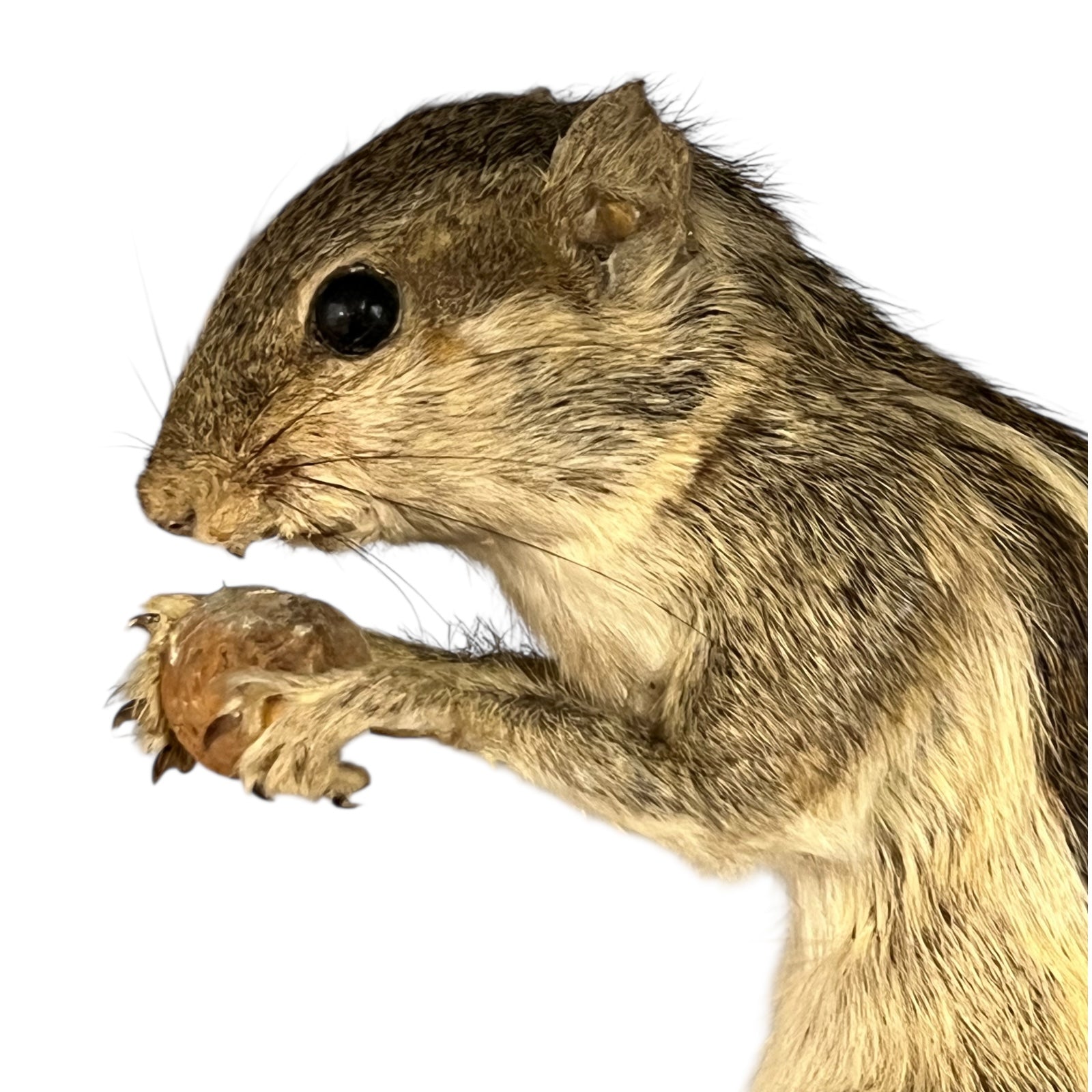 taxidermy chipmunk image of head