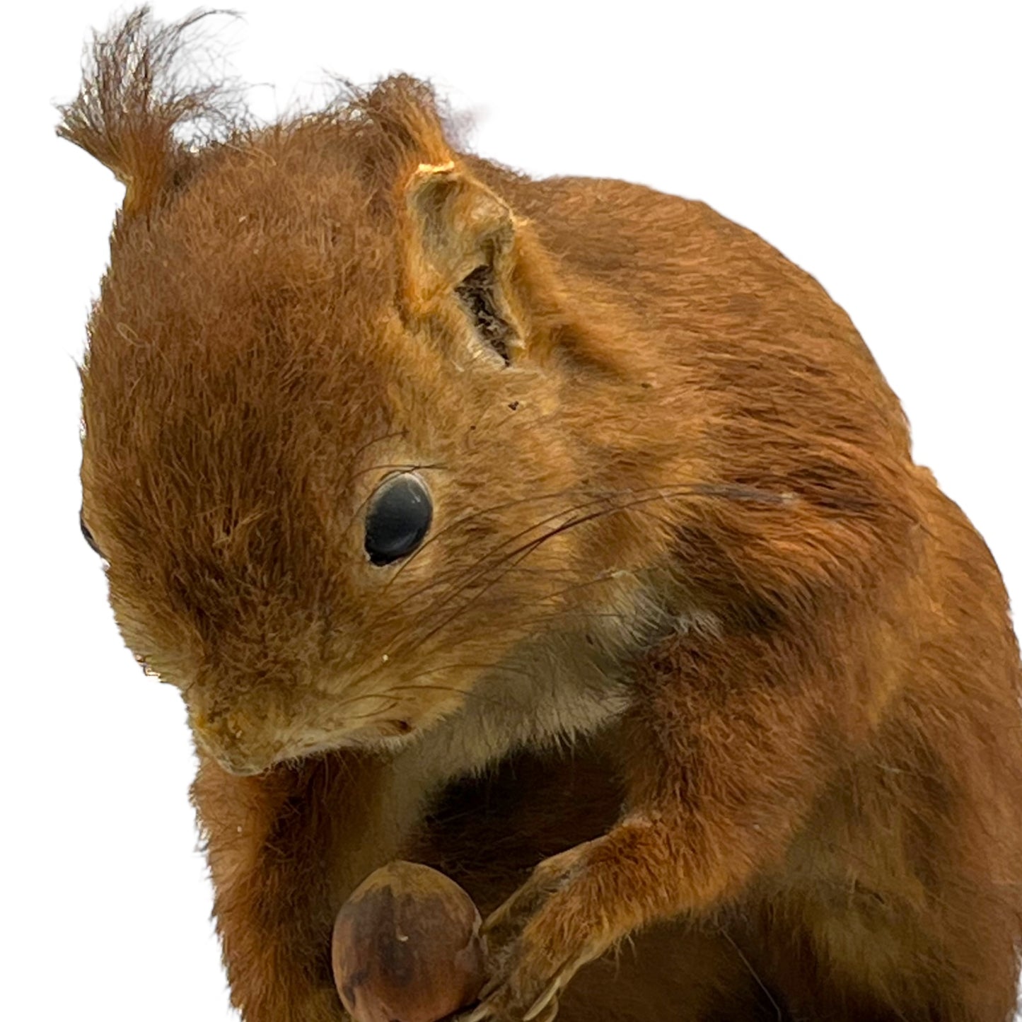 French Vintage Taxidermy Squirrel, Stuffed Animal, Taxidermy Red Squirrel 