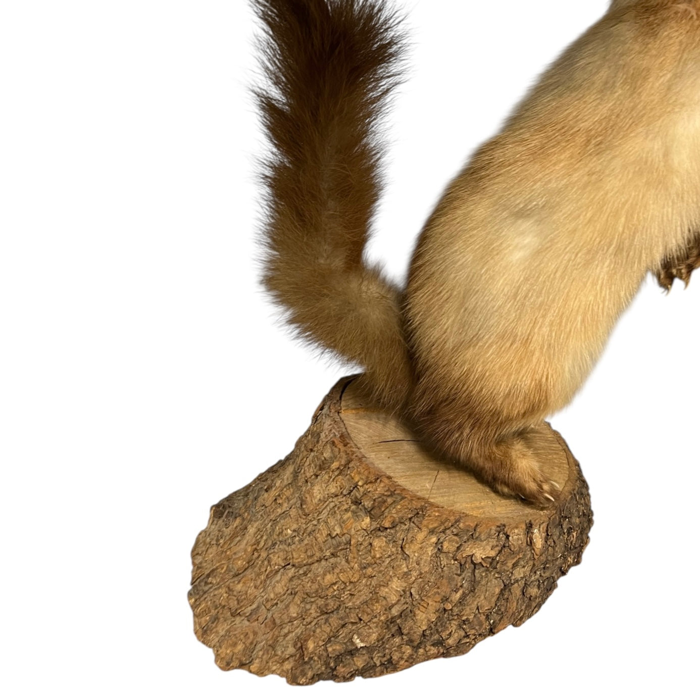 Close-up of a pine marten on a white background