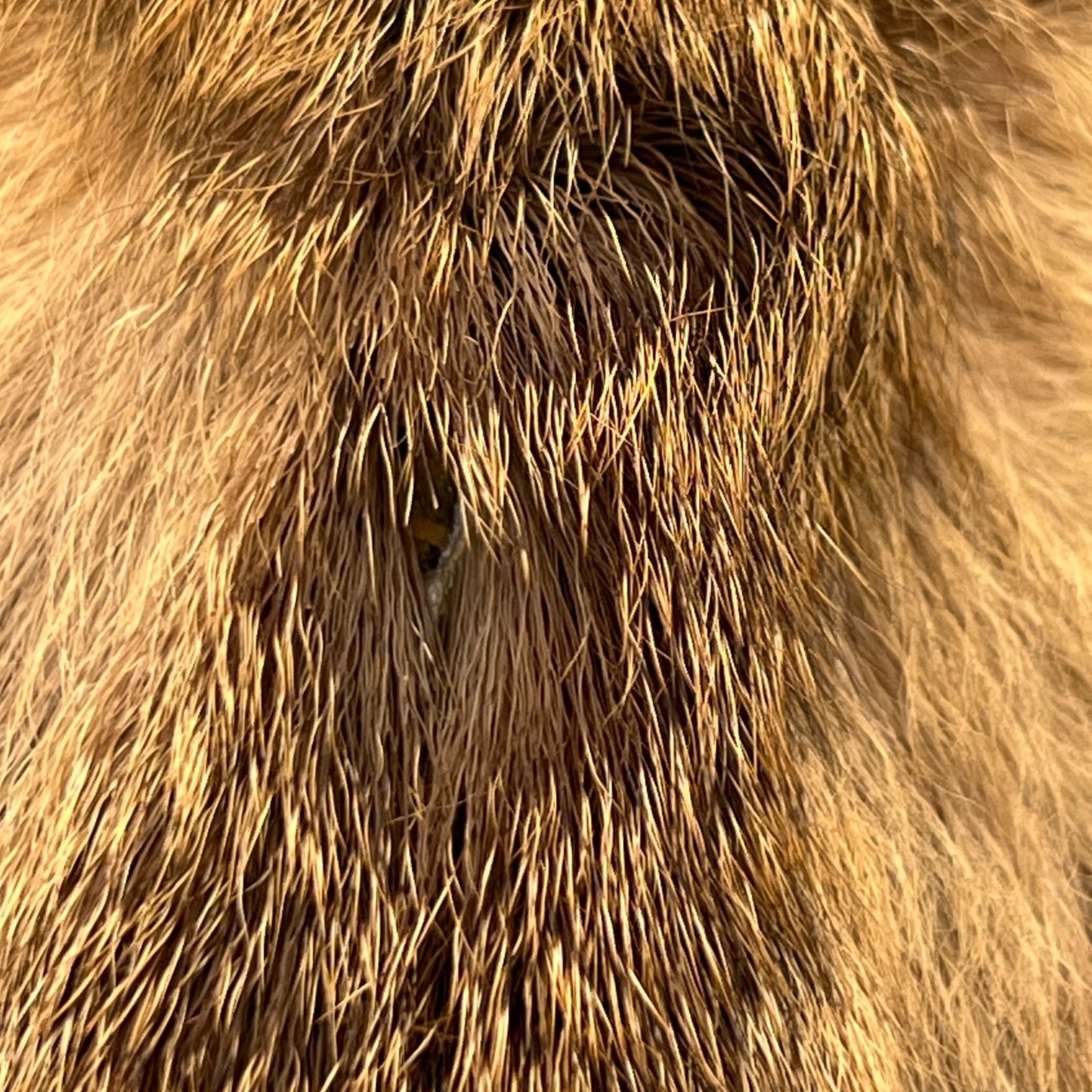 Close-up of a deer head surrounded by fur.