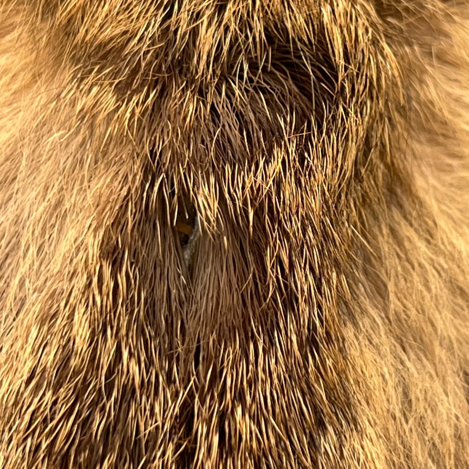 Close-up of a deer head surrounded by fur.
