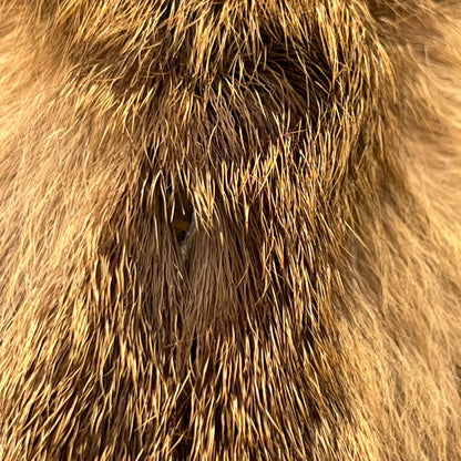 Close-up of a deer head surrounded by fur.
