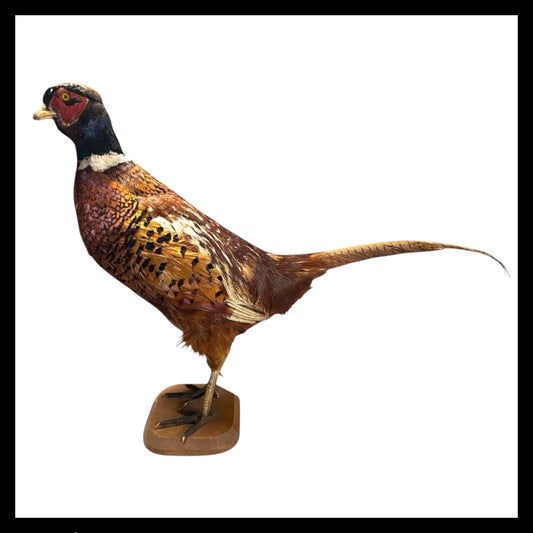 French Taxidermy Ring Necked Pheasant on a Wooden Mount for sale from All Things French Store