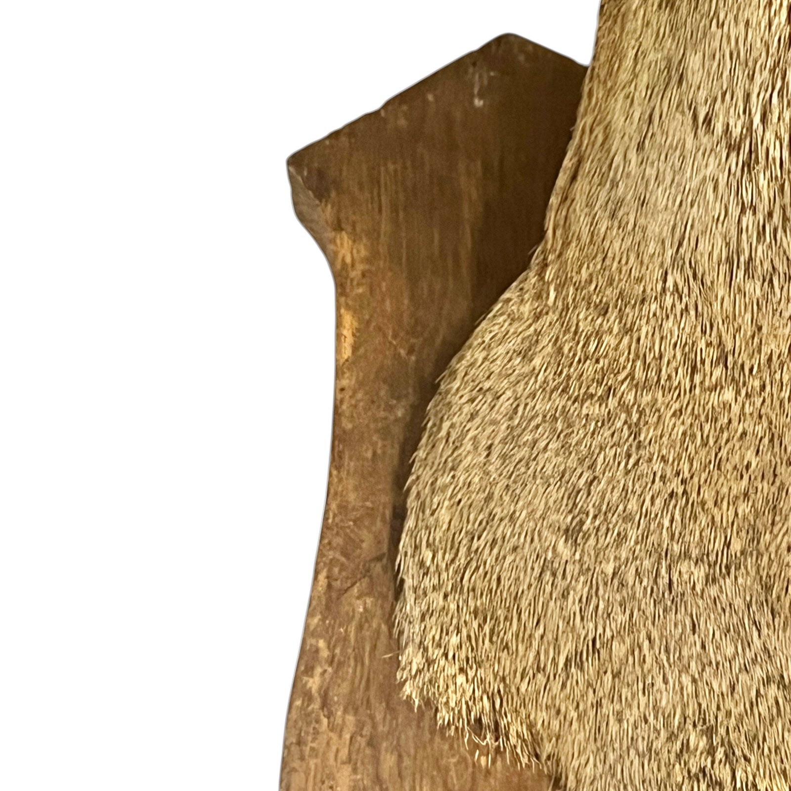 Close-up of a taxidermy deer head on a white background